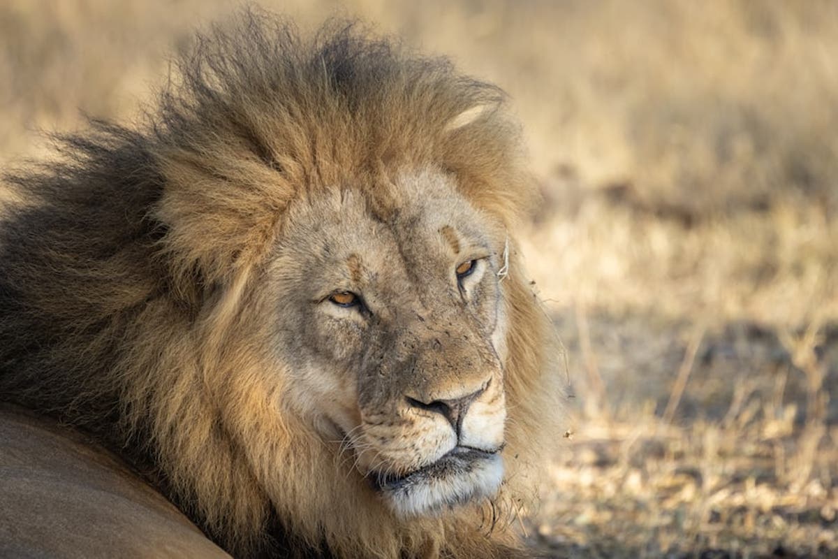 Retaliation threatens lion populations in Zimbabwe