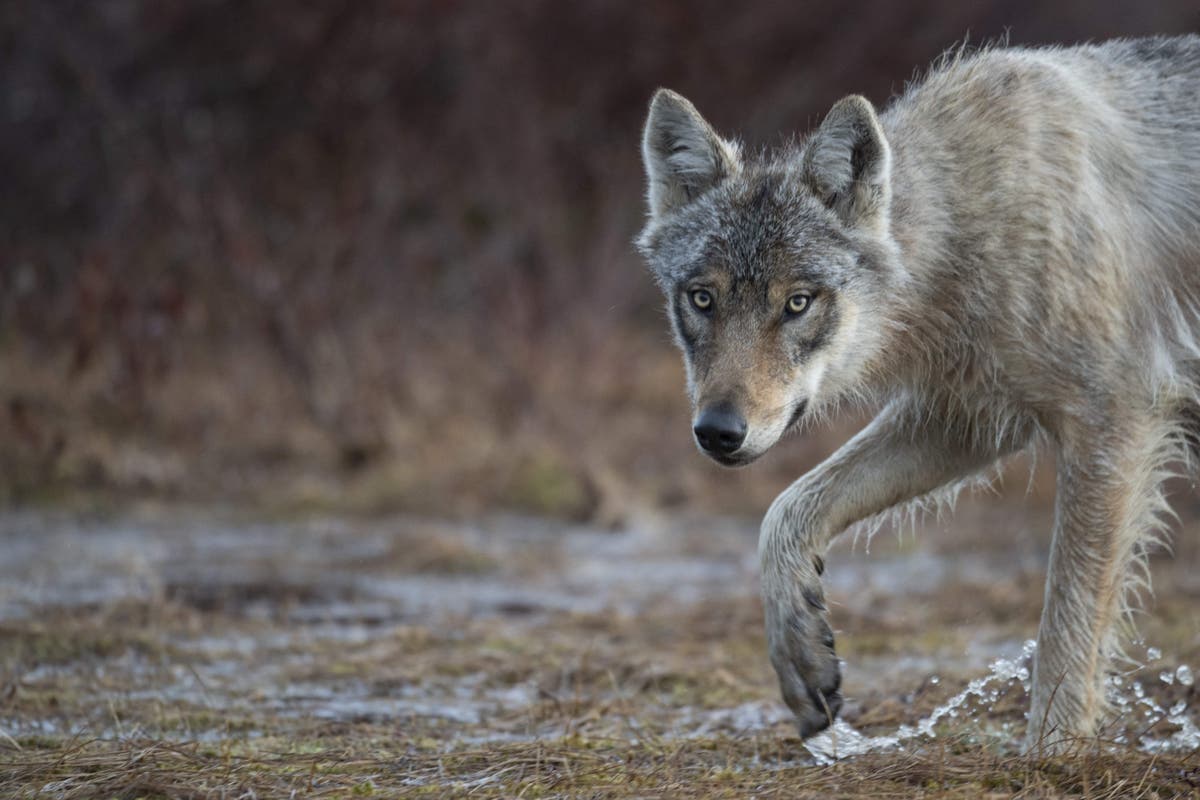 Wolves shot with paintballs by Dutch officials ‘to make them frightened ...