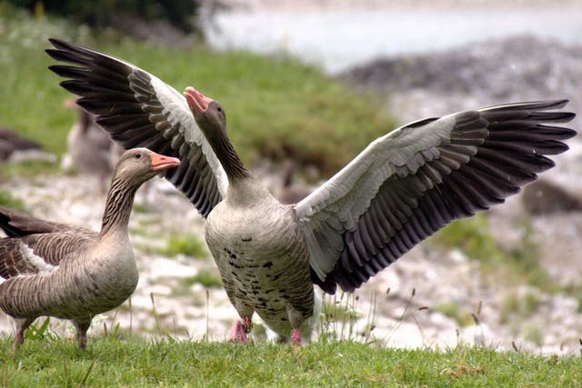 Greylag geese at Almsee in Austria (Anglian Ruskin University/PA)