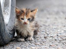 Hundreds of cats could be left hungry and homeless this winter, charity warns