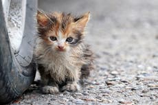 Hundreds of cats could be left hungry and homeless this winter, charity warns