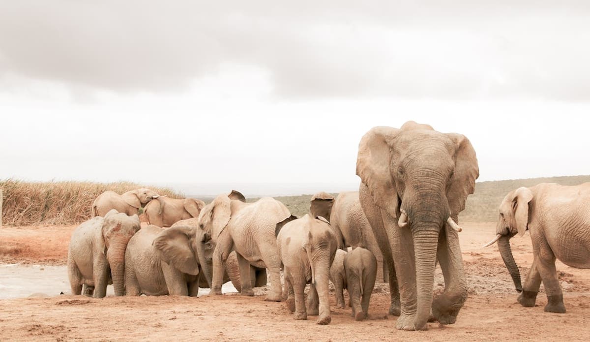 Reconnection of elephant populations in southern Africa vital - new research