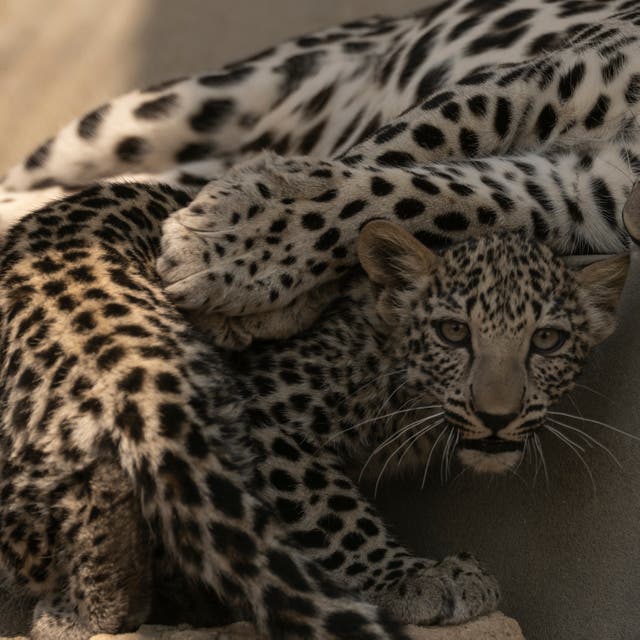 <p>Amal (Hope) Arabian Leopard, Taif, Saudi Arabia</p>
