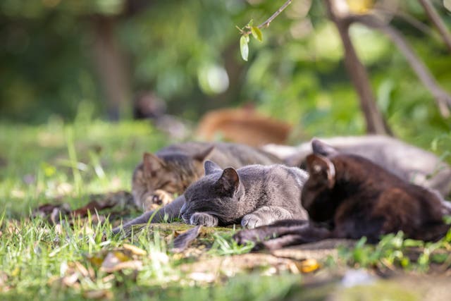 PUERTO RICO-GATOS-CONTROL