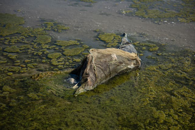 <p>Photograph taken on 28 August 2022, shows a dead dolphin at the Limans Tuzly Lagoons National Nature Park, near the village of Prymorske, amid the Russian invasion of Ukraine</p>