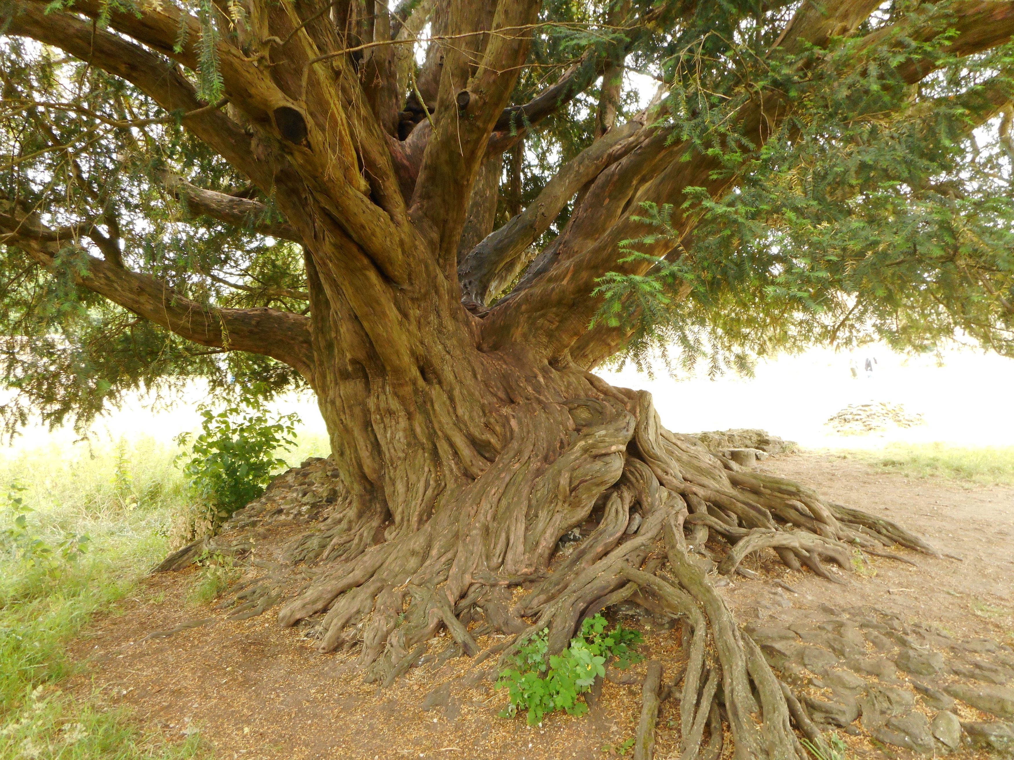 The gnarled roots of the Waverley Abbey Yew