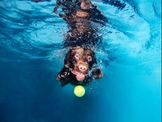 Making a splash: Dogs diving into their very own underwater photoshoot