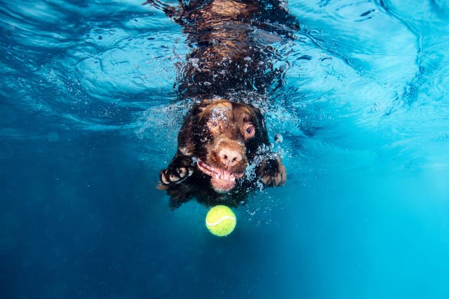 <p>Bonnie the sprocker spaniel dives in to retrieve her ball</p>