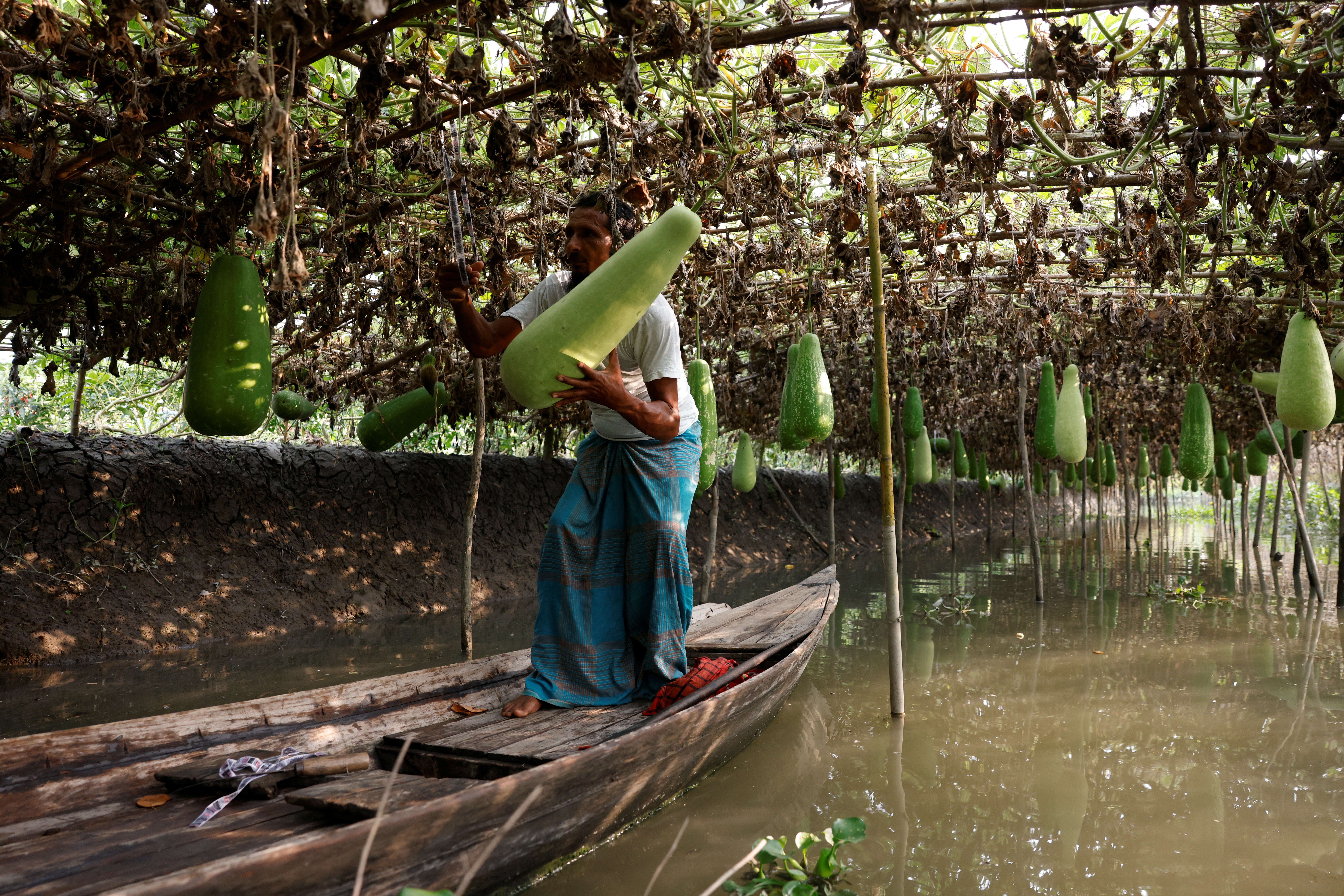 Farmer Mohammad Selim, 54, hangs a gourd with a rope to a floating bed’s ceiling at his farm in Pirojpur district