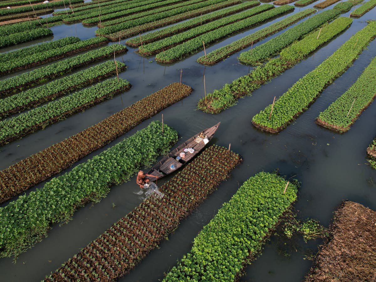 Bangladesh farmers revive floating farms to fight climate crisis
