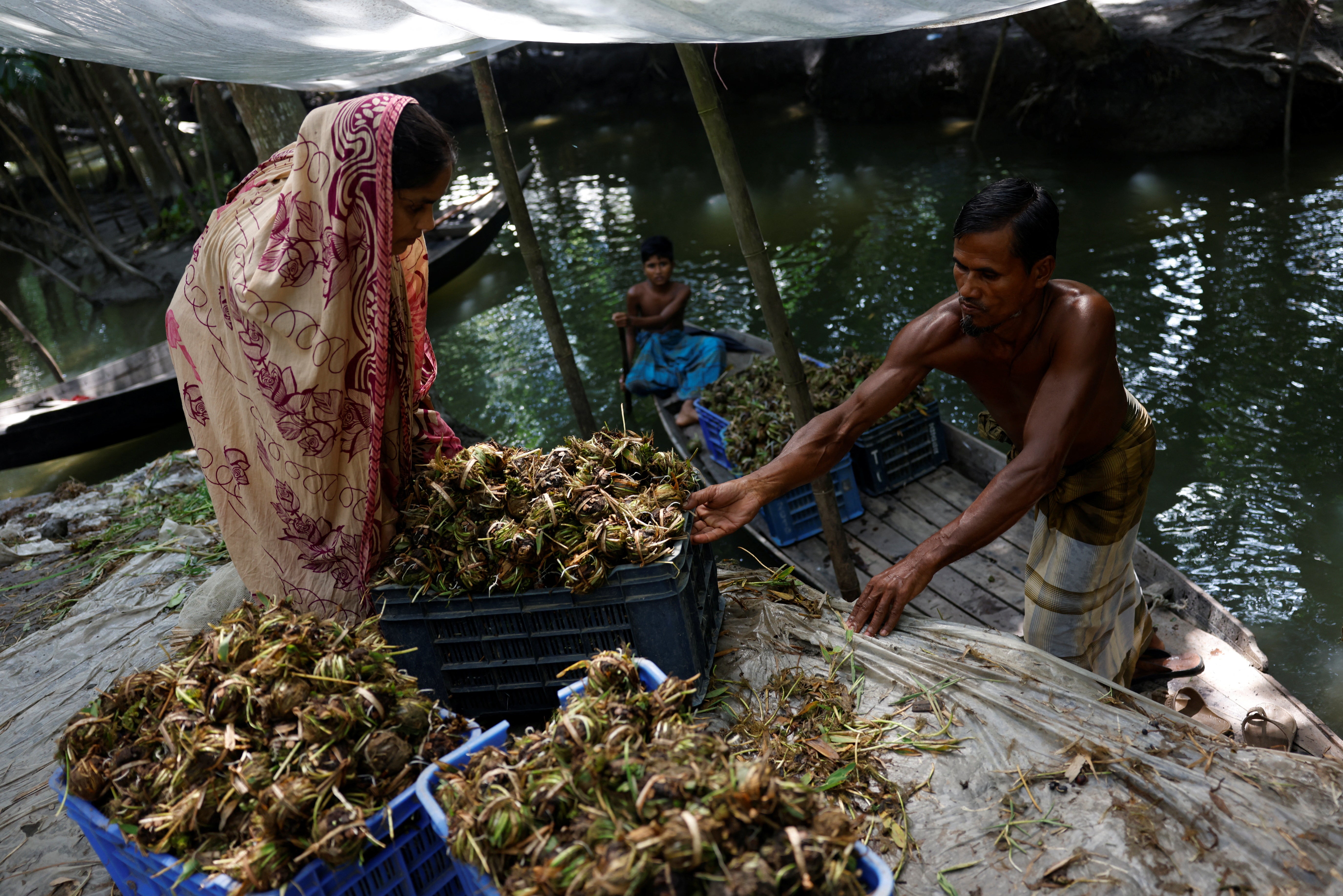 Mohammad and his wife Murshida Begum, 35, load seedling balls onto a boat to be planted on their floating farm