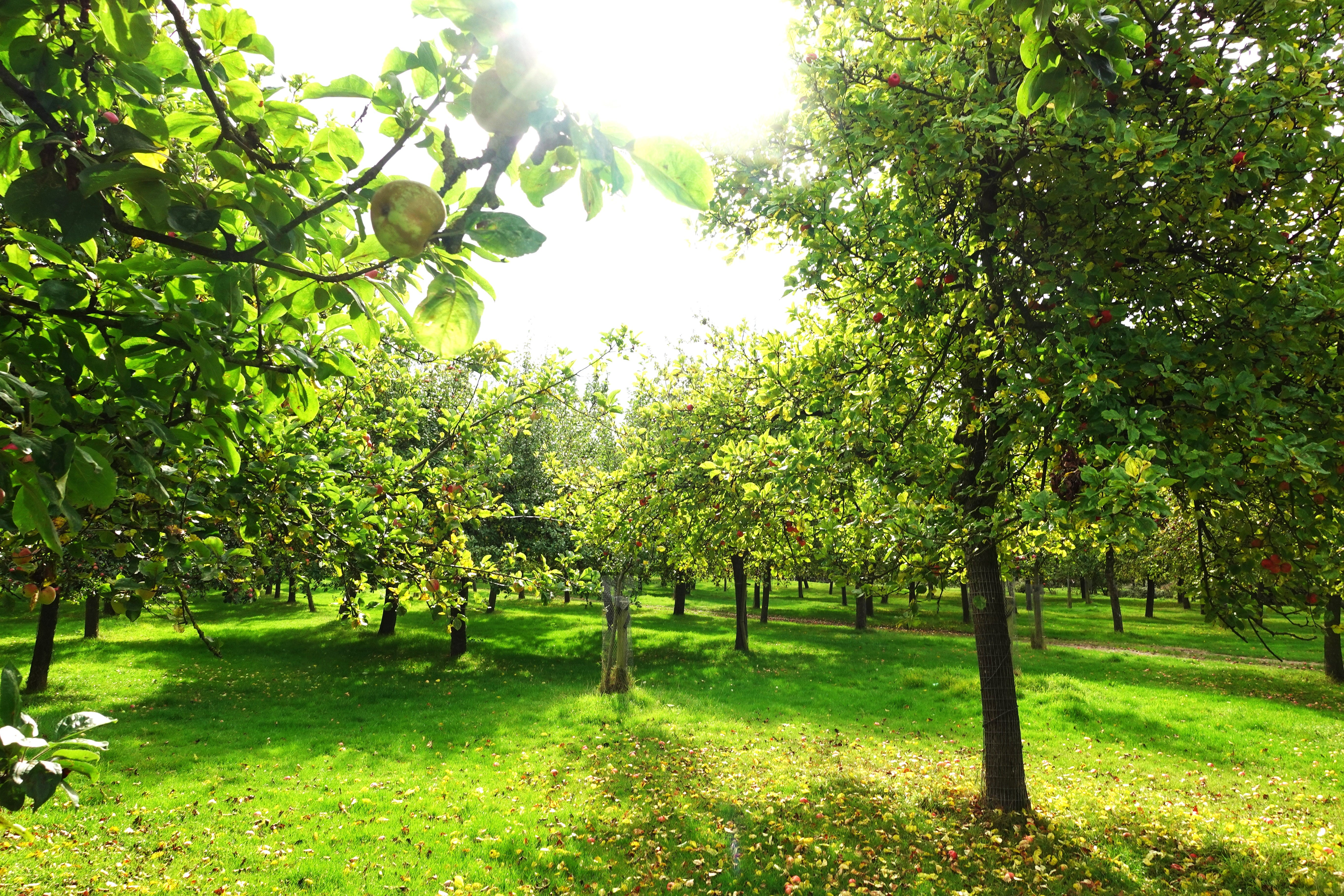 Somerset’s lush apple orchards