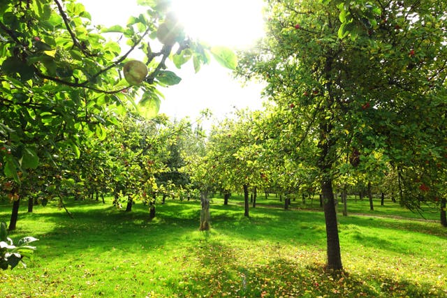 <p>Somerset’s lush apple orchards</p>
