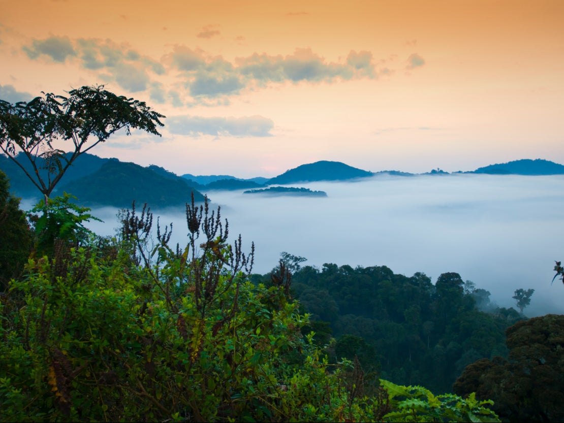 Early morning mist rolls over Nyungwe National Park in Rwanda
