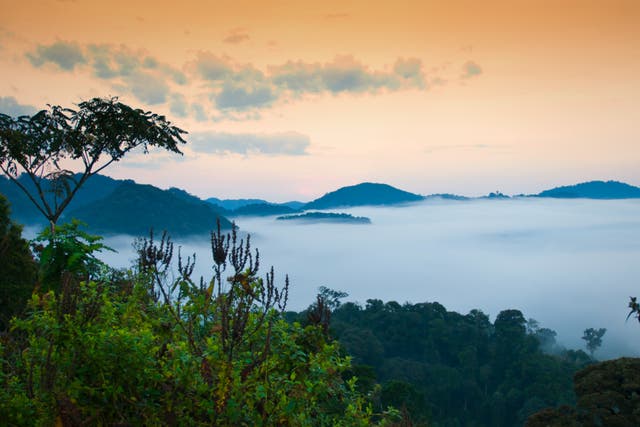 <p>Early morning mist rolls over Nyungwe National Park in Rwanda</p>