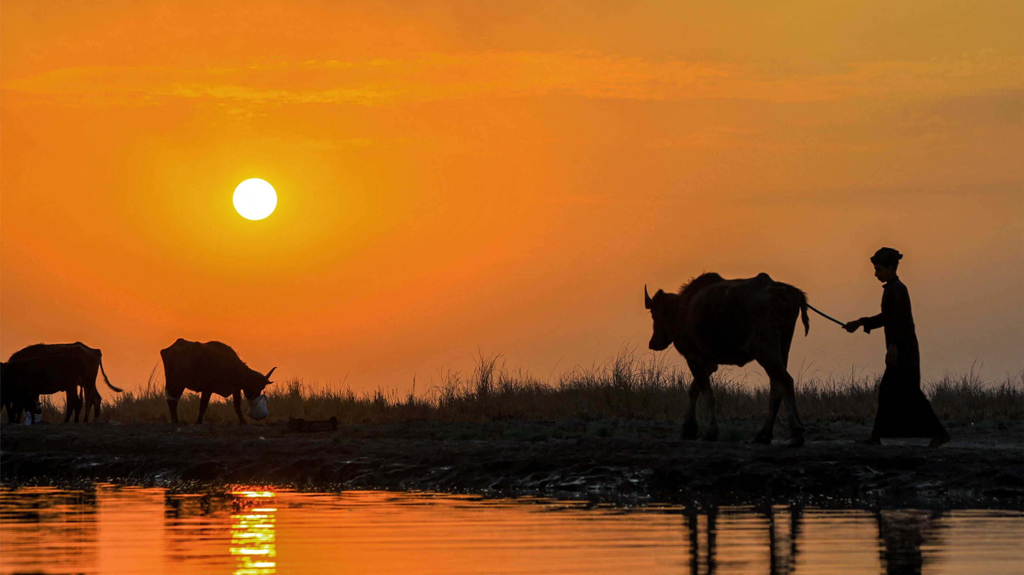 <p>A child guides a water buffalo near the Euphrates river in Iraq's southern Dhi Qar province</p>