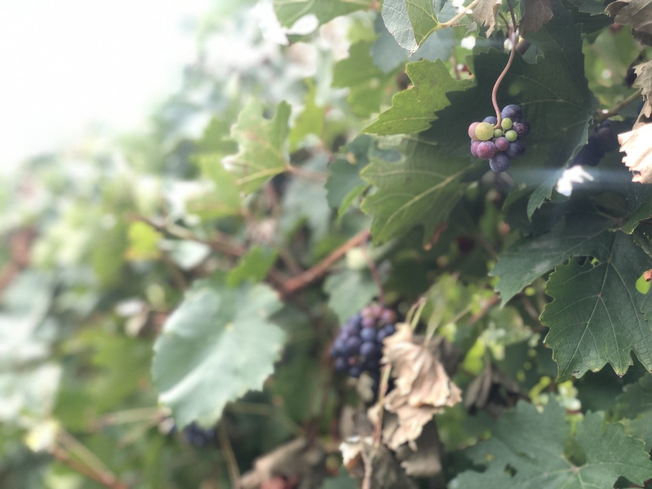 Grapes left on the vine after the early harvest at Masottina vineyard