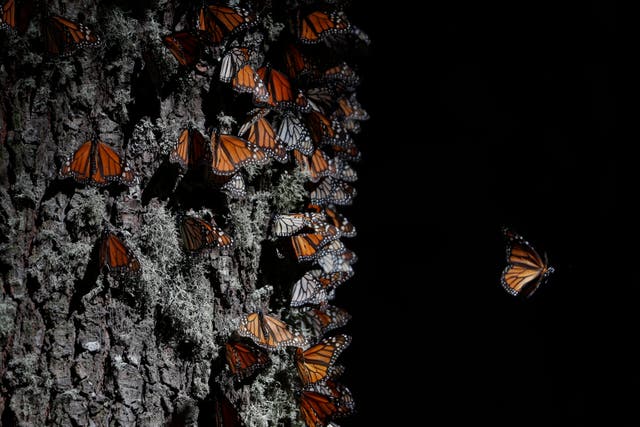 Mexico Monarch Butterflies