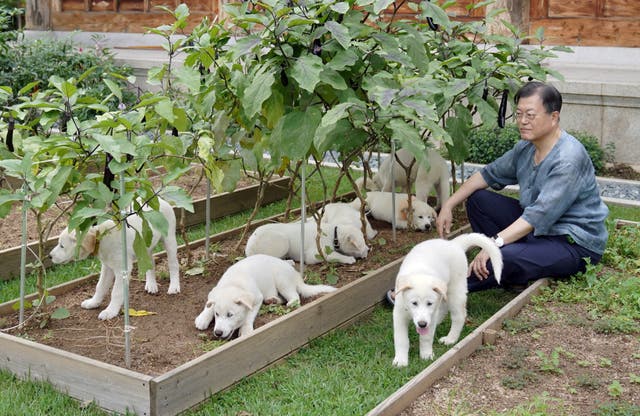 <p>Former South Korean president Moon Jae-in with puppies of dogs presented by North Korea</p>