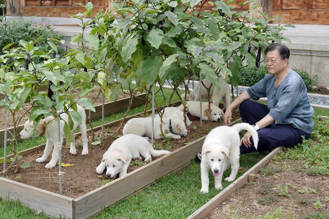 <p>Former South Korean president Moon Jae-in with puppies of dogs presented by North Korea</p>
