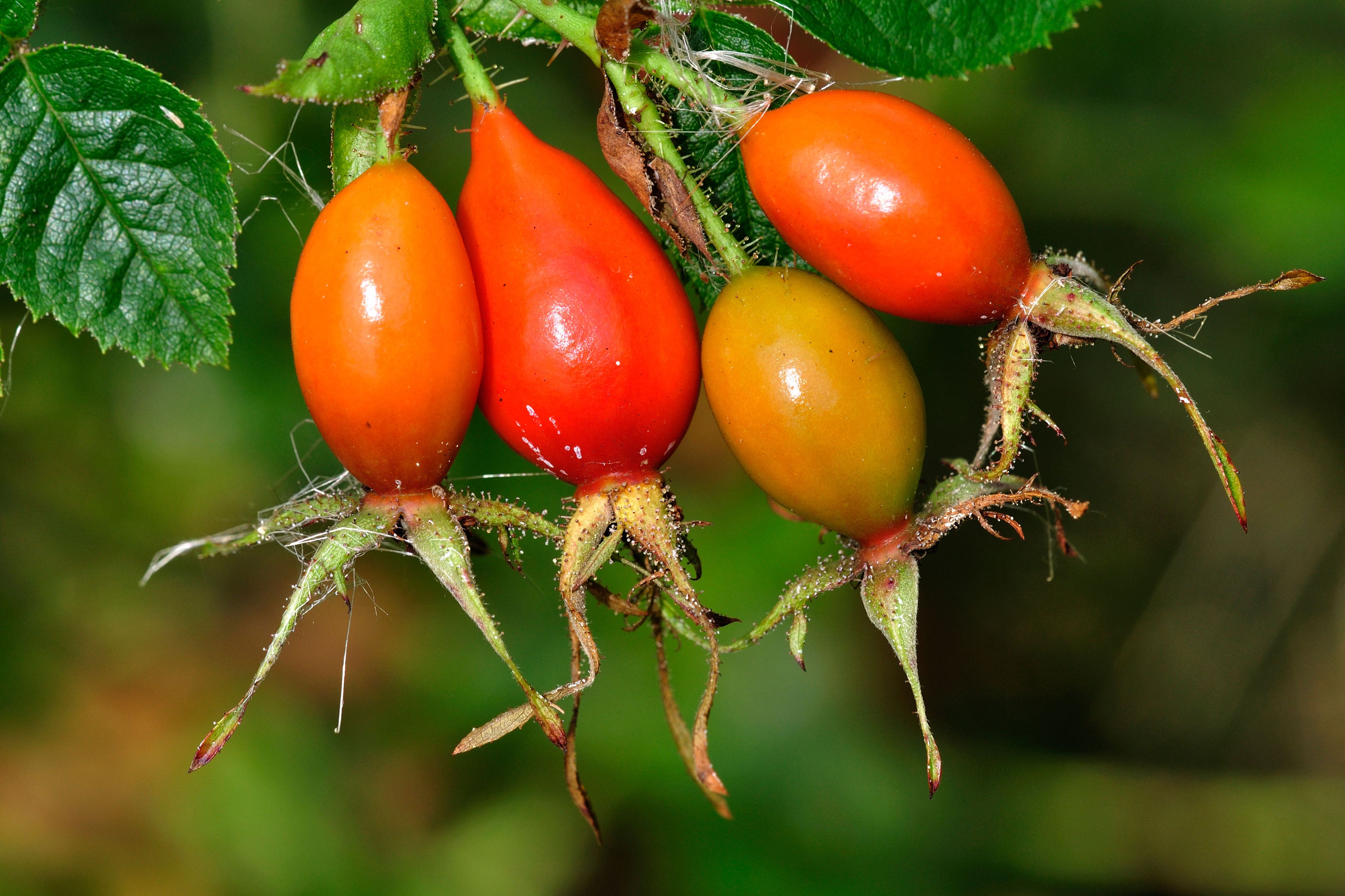 Add rose hips to your winter displays (Alamy/PA)