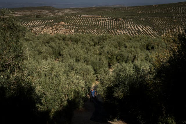 APTOPIX Climate Spain Olives