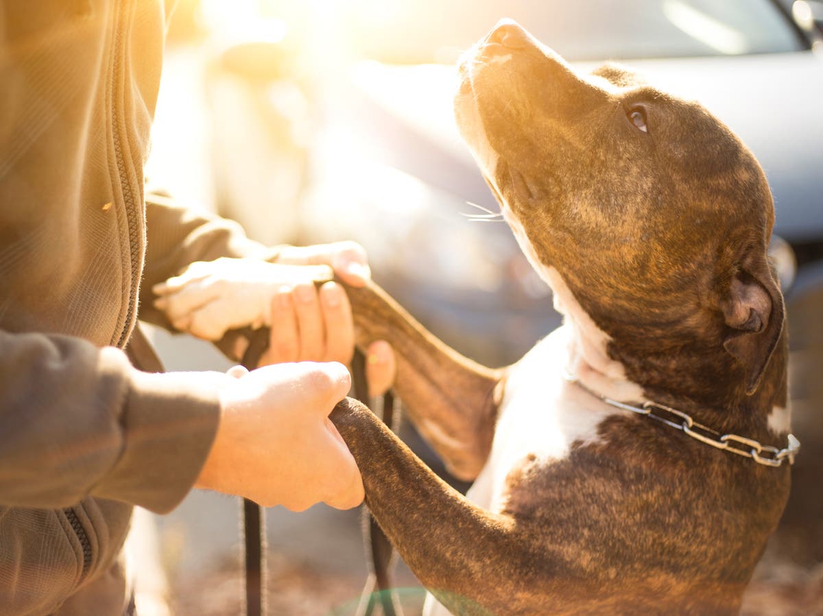 Battersea criticises &lsquo;flawed&rsquo; dog control law that puts dogs down based on breed