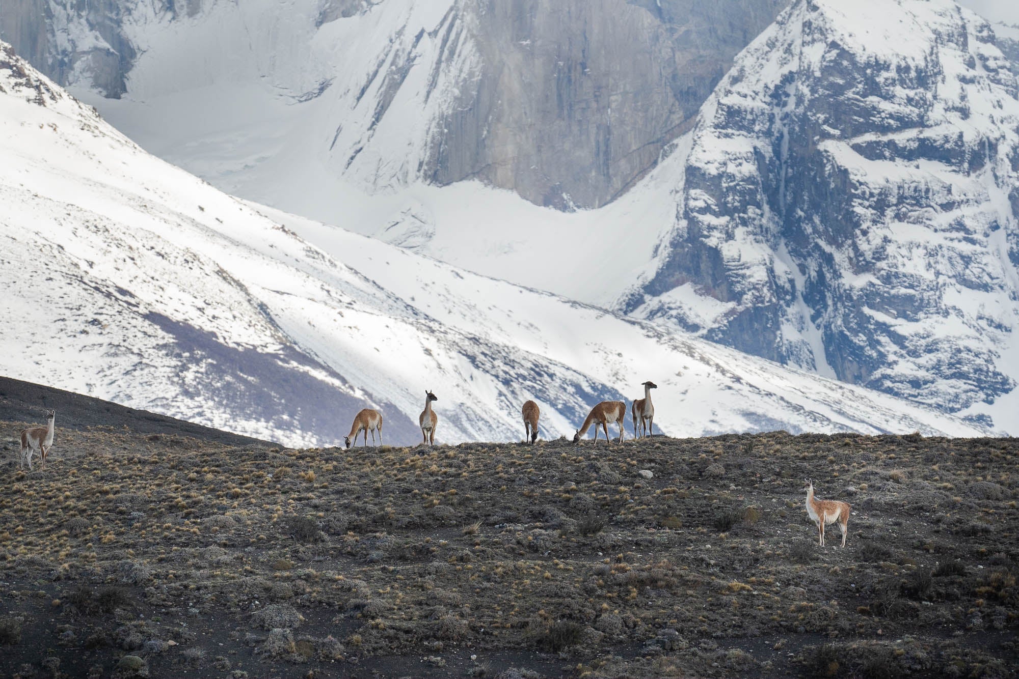 <p>Torres del Paine national park in Patagonia, Chile</p>