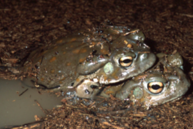 <p>The National Park Service is warning against licking Sonoran desert toads</p>