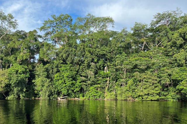 A view of forest by the water’s edge in Gabon (Emily Beament/PA)