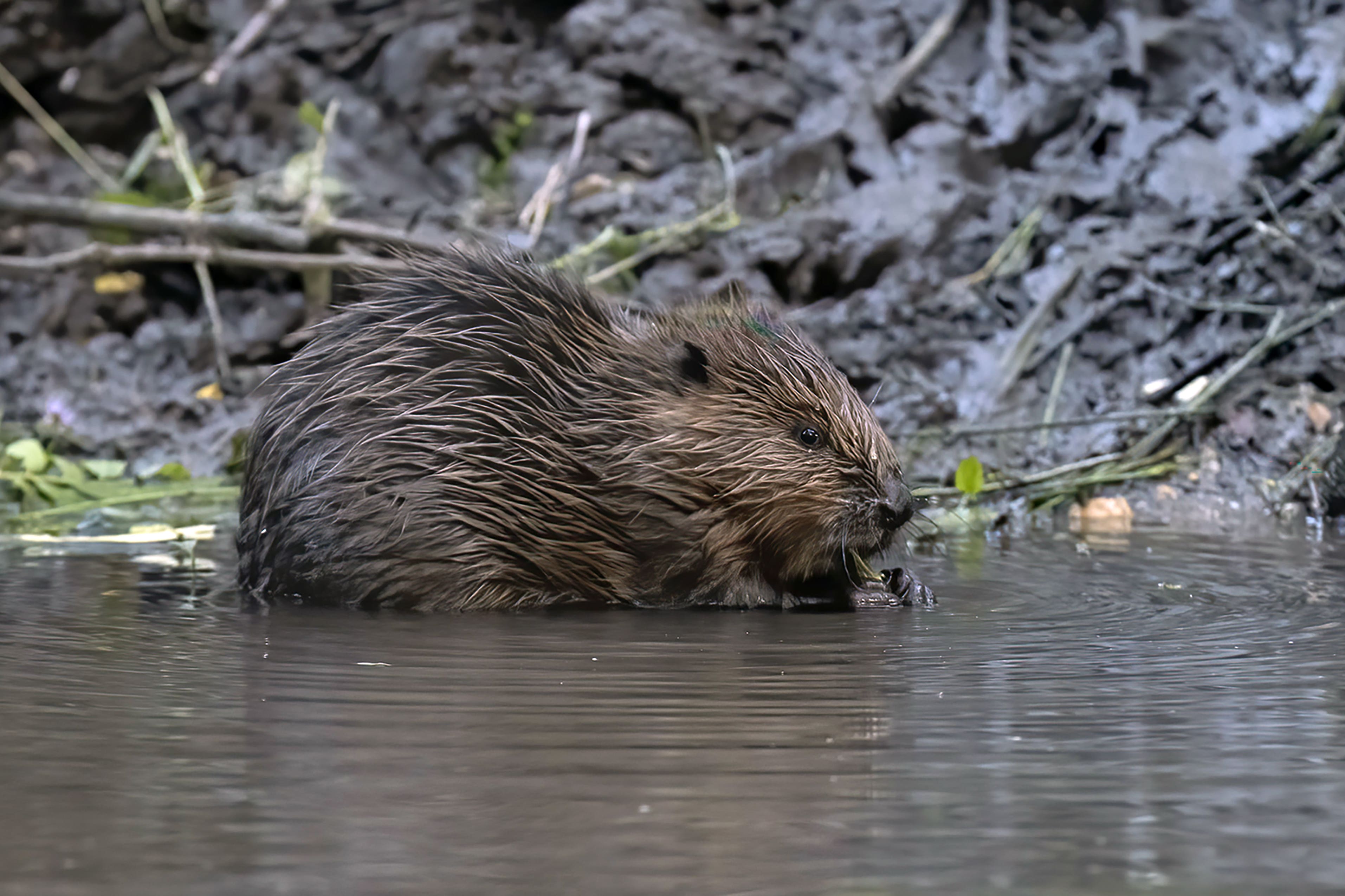 A beaver at Spains Hall Estate, Essex, as two more beaver enclosures are to be built near to Jamie Oliver’s home (Russell Savory/Spains Hall Estate/PA)