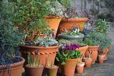 How to force bulbs to flower at Christmas