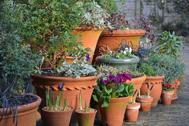 How to make your container displays last through winter (Harriet Rycroft/PA)