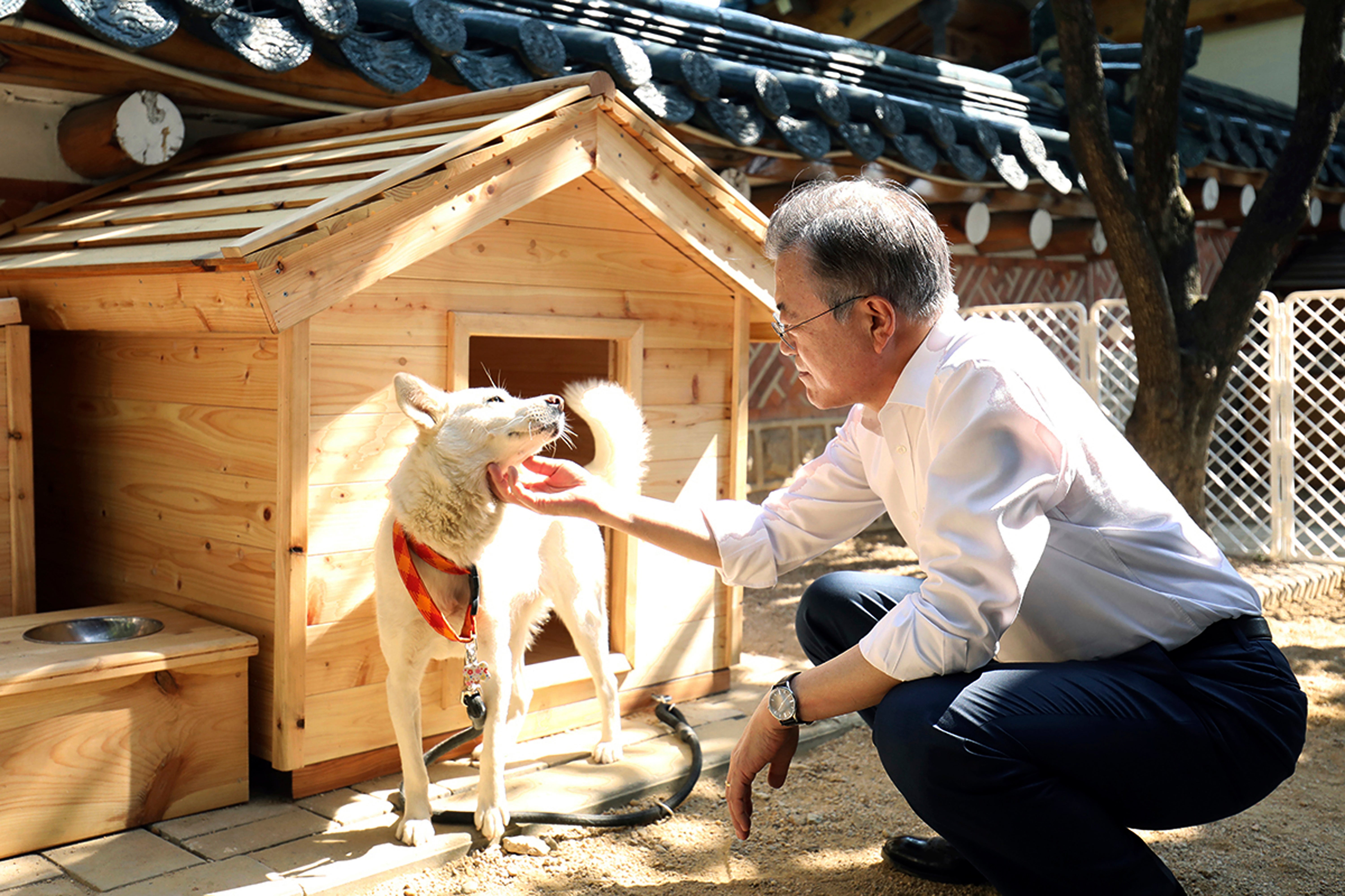 South Korea Koreas Peace Dogs