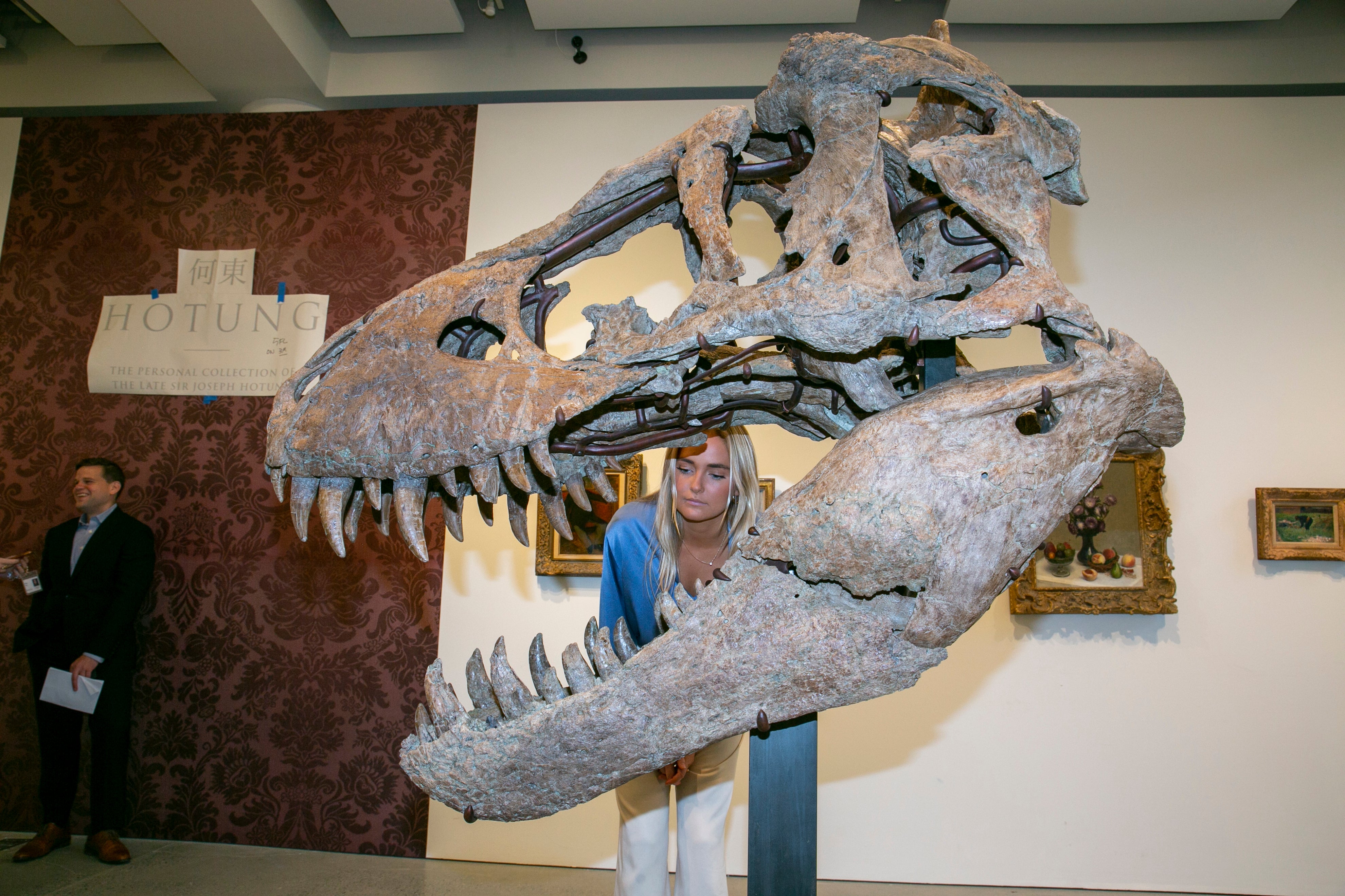 Tyrannosaurus Rex Skull