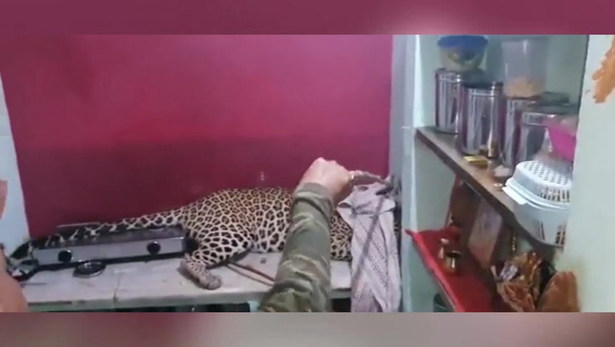 Leopard lounges around house after ‘terrorising’ Indian city