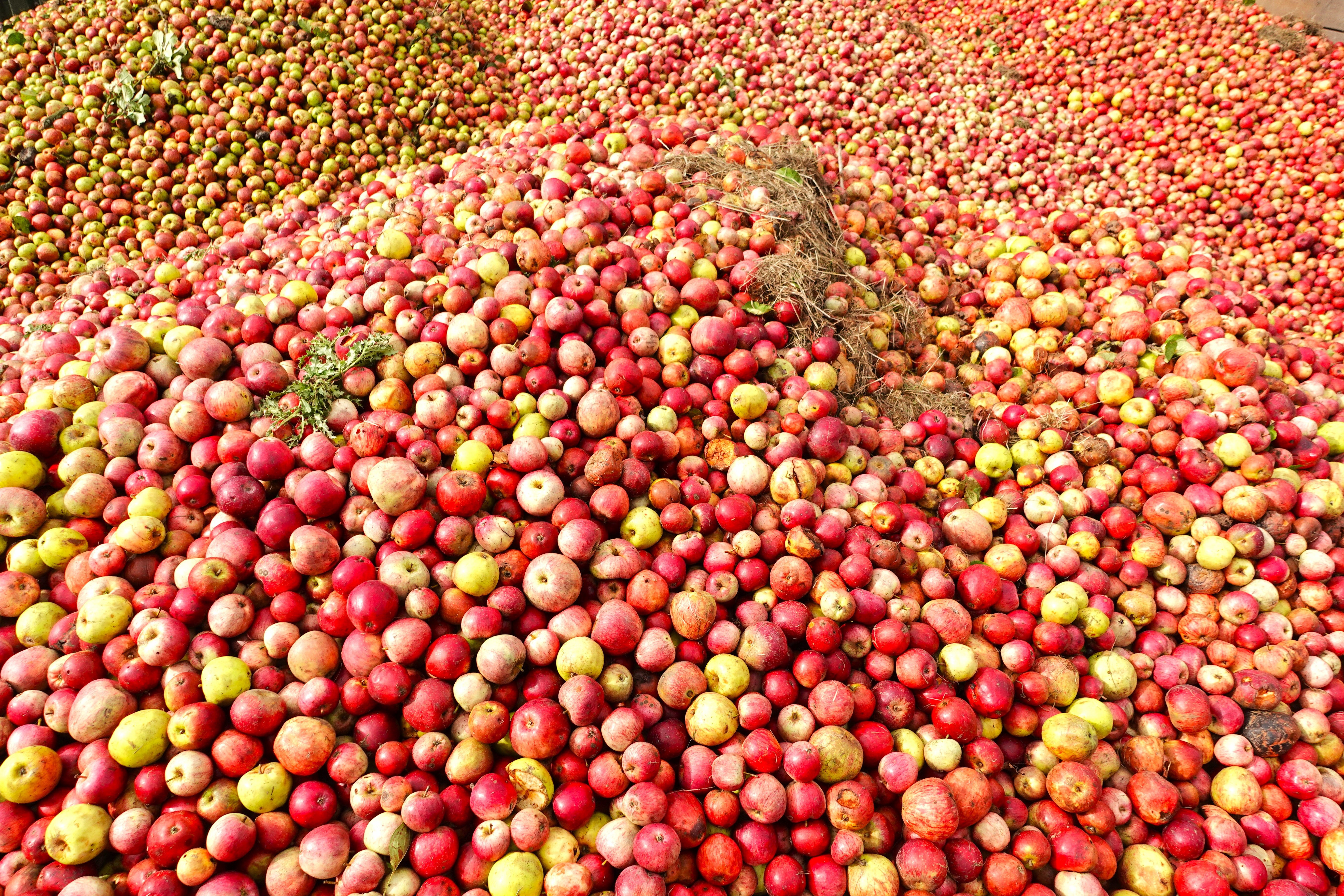 Apples harvested for the cider press at Burrow Hill