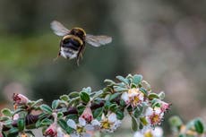 Bumblebees less likely to land on flowers sprayed with fertilisers – study