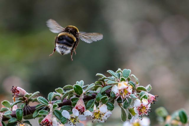 Fertilisers change how bumblebees ‘see’ flowers Peter Byrne/PA)
