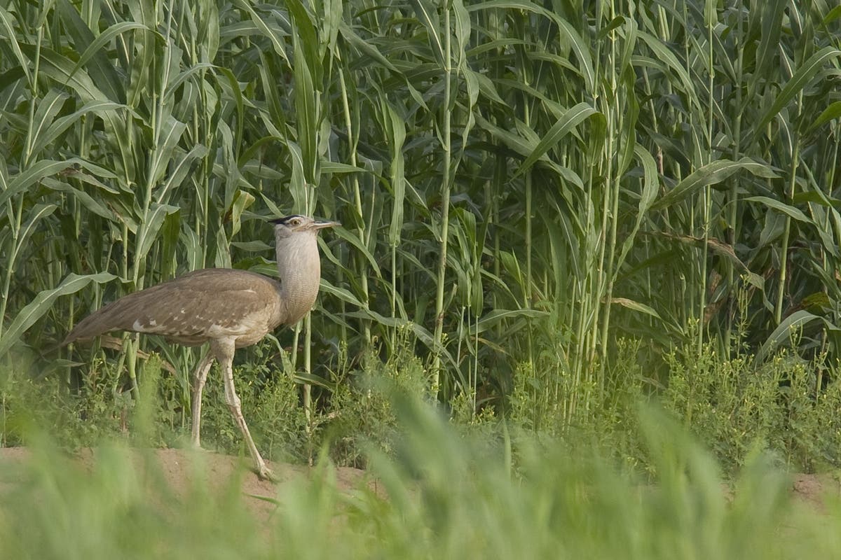 The houbara’s flight from extinction