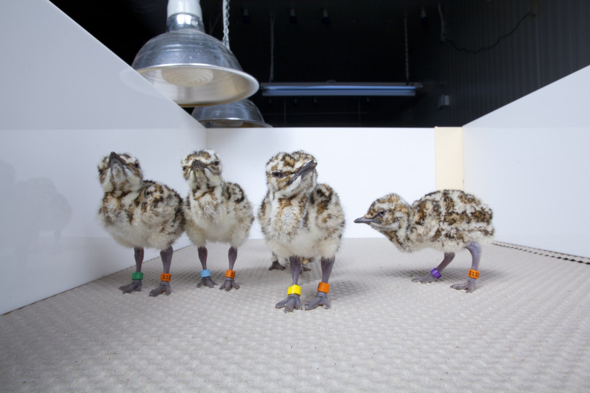 Chicks born in captivity at the International Fund for Houbara Conservation (IFHC)