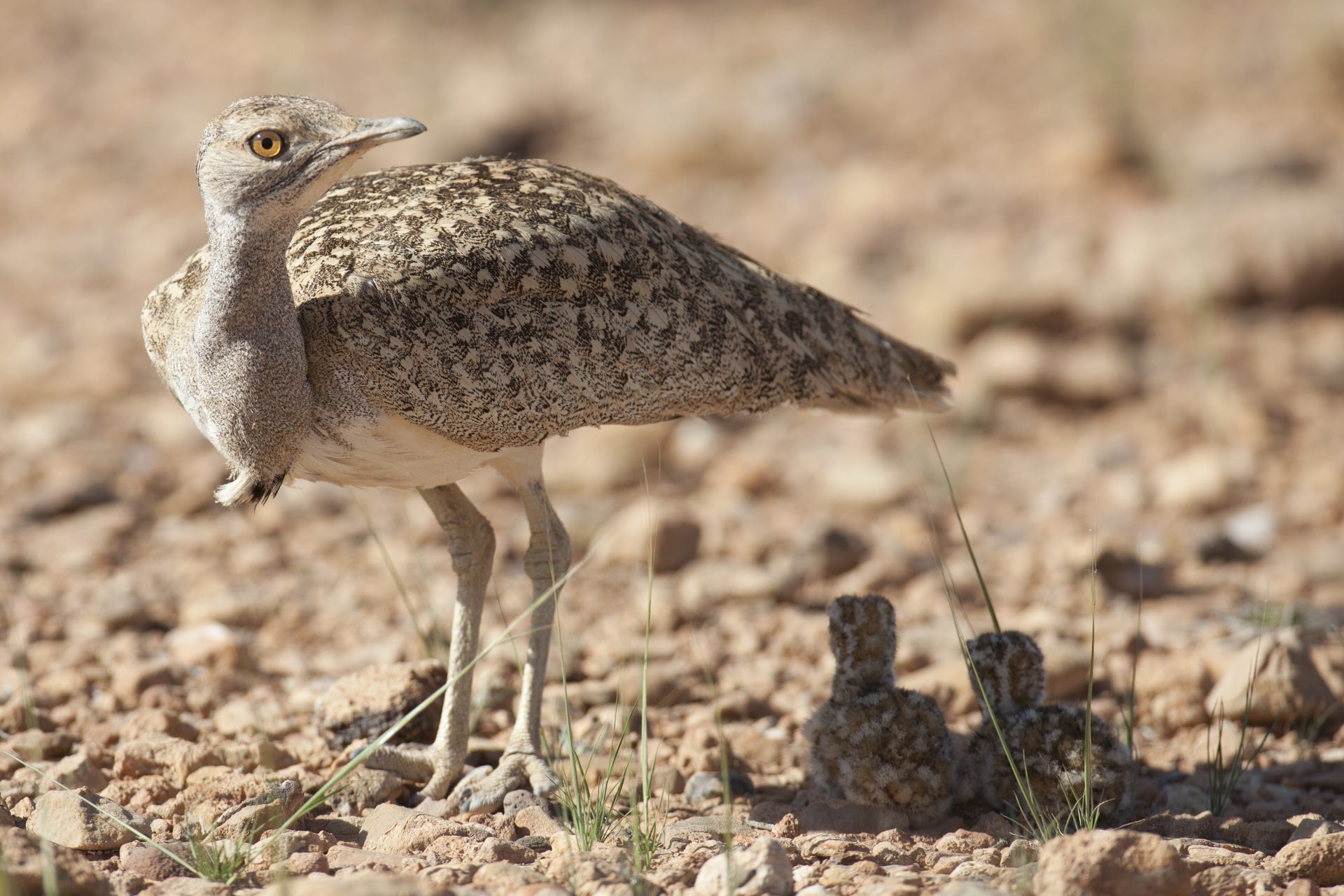 Houbara chicks form a bond with their mother even while they are still in the egg, using calls to communicate