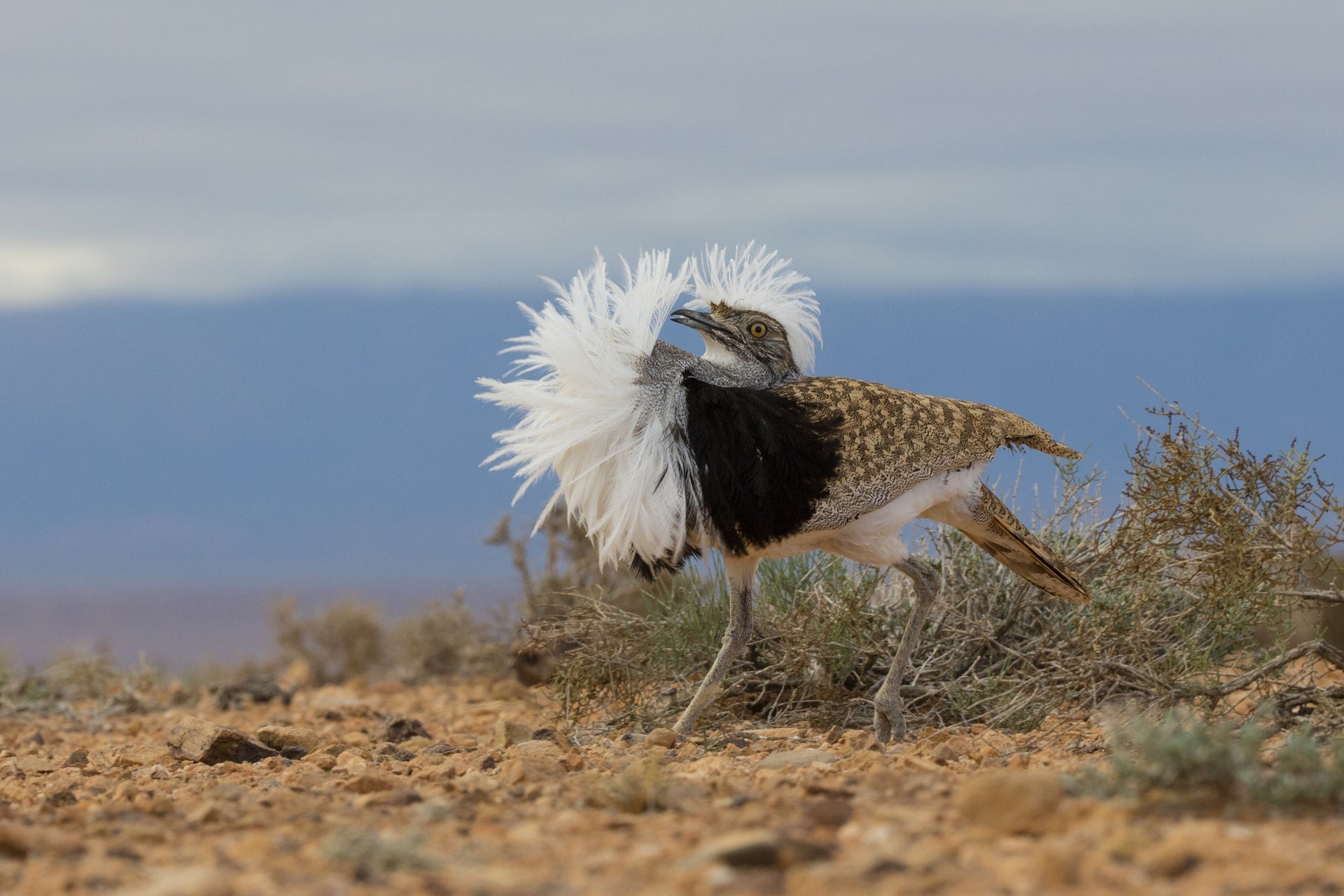 In a flamboyant courtship display, the male houbara puffs out the ornate feathers on his crest, chest and neck while making long, slow and graceful steps.