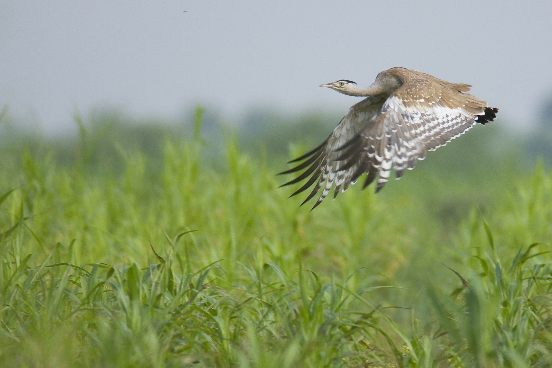 When migrating, houbaras can cover many hundreds of kilometres in a few days, travelling at steady speeds mainly by night