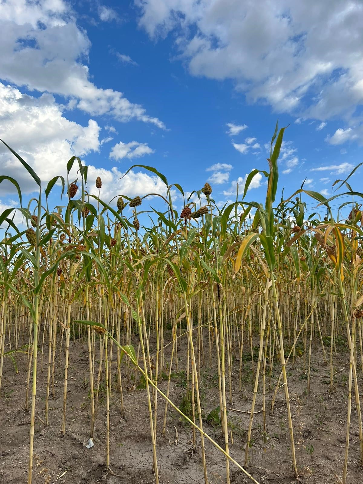 Crops of sorghum, a basic commodity in the region, are failing in the extreme drought