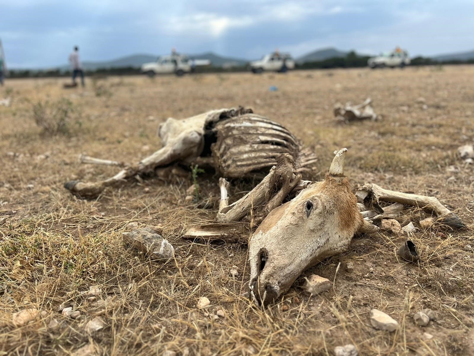Cattle are dying as Ethiopia experiences its worst drought in 40 years