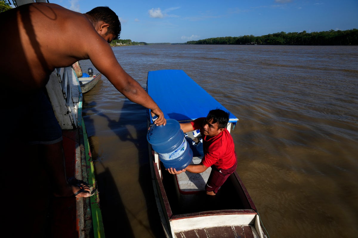 Climate Migration: Açai growers flee salty Amazon water