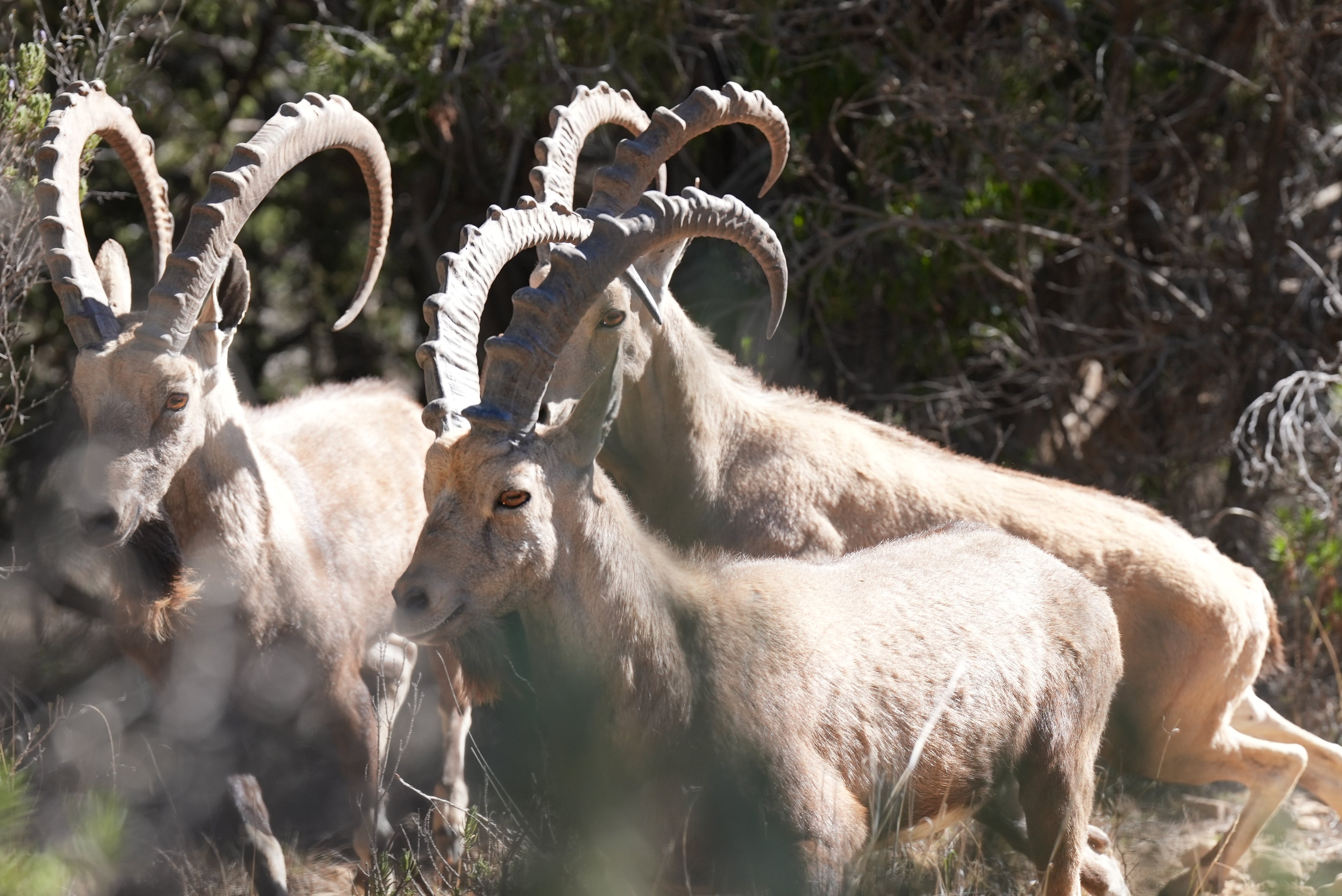 Ibex, which are being reintroduced to the wilds of Soudah