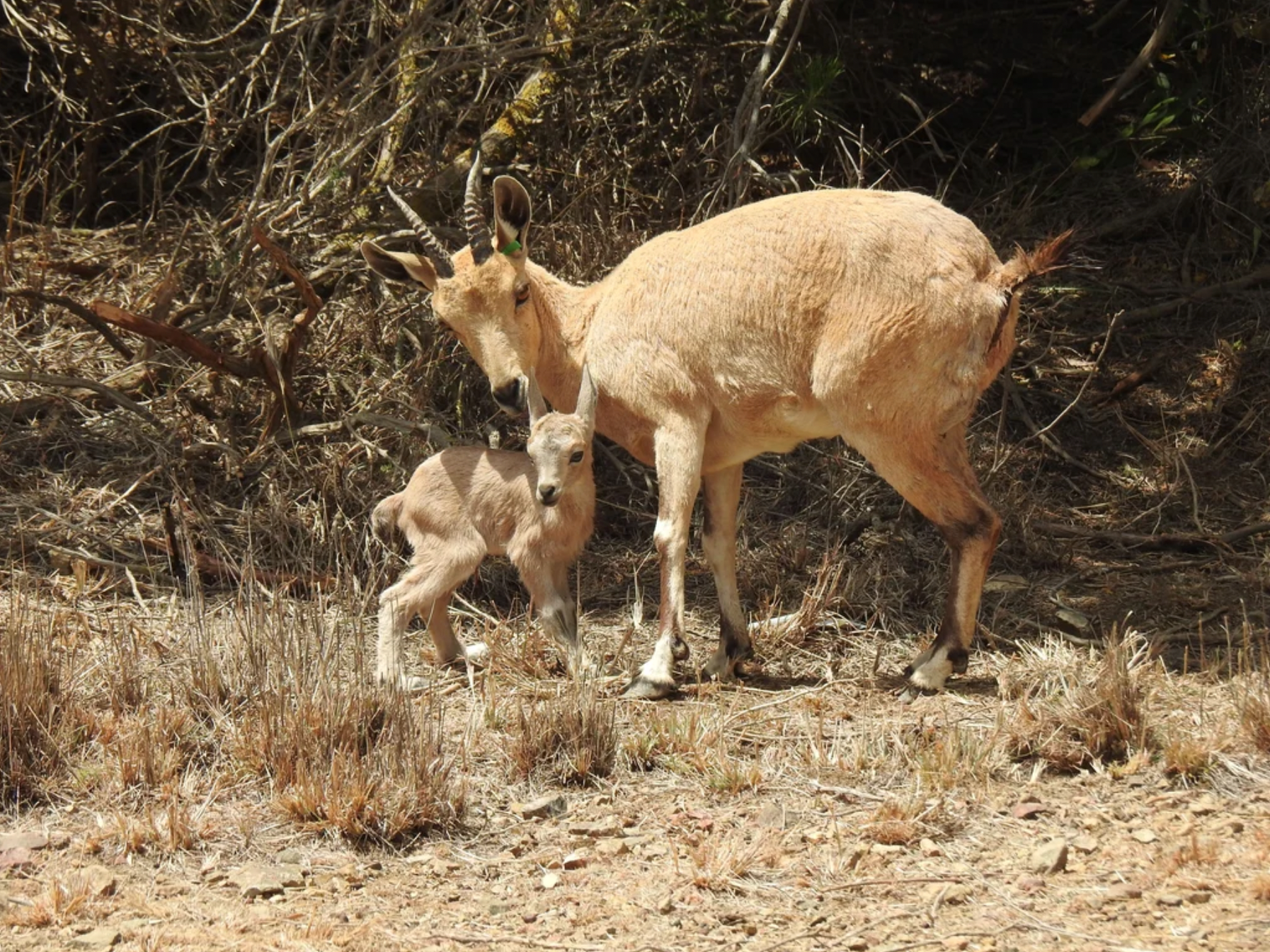 One of the eight kids that have been born this year after a herd of 15 native ibexes were released into their natural habitat last December, in cooperation with the National Center for Wildlife
