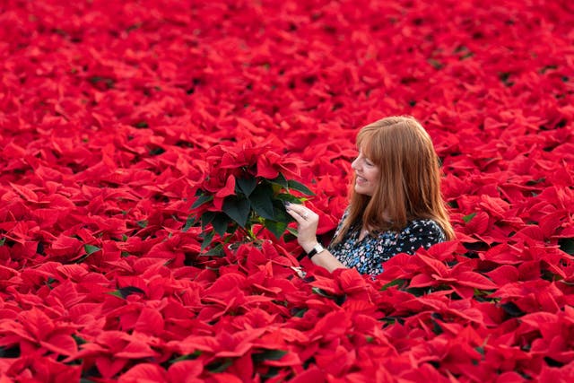 Growing poinsettias at this time of year requires heat so rising gas prices are a concern for producers (Joe Giddens/ PA)